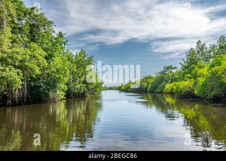 Vue depuis la voie navigable de la réserve naturelle de Monterrico au Guatemala Banque D'Images