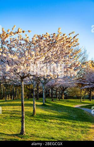 Arbres à fleurs de cerisier à Gary Park à Richmond, en Colombie-Britannique Banque D'Images