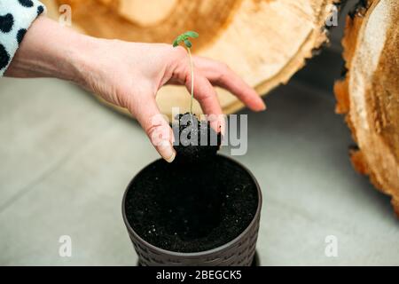 Transplantation de cannabis de bébé de petit pot à plus grand. Plantules de palmier cannabis Banque D'Images