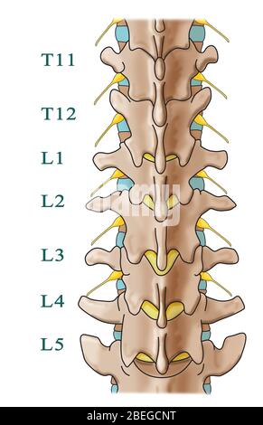 Colonne vert brale du syst me de squelette  humain Anatomie 