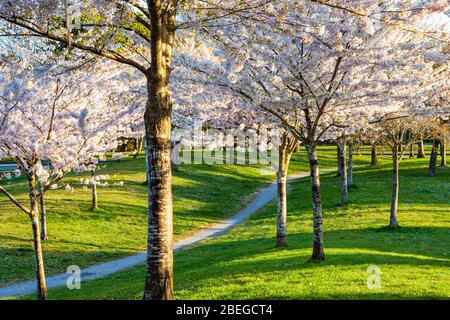 Arbres à fleurs de cerisier à Gary Park à Richmond, en Colombie-Britannique Banque D'Images