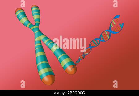 Télomère, chromosome et ADN Banque D'Images