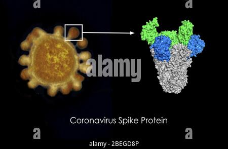 Protéine de pic de coronavirus Banque D'Images