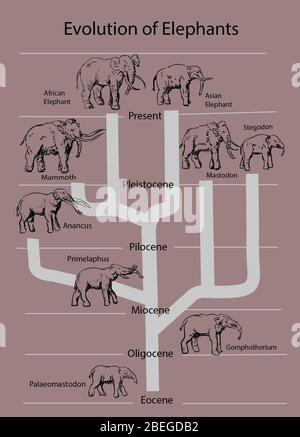 Évolution des éléphants, Illustration Banque D'Images