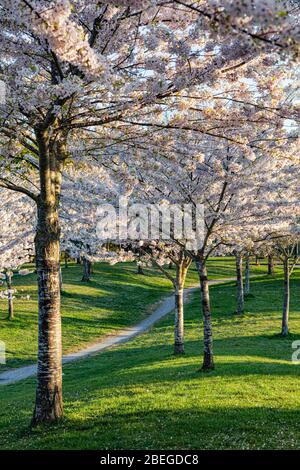 Arbres à fleurs de cerisier à Gary Park à Richmond, en Colombie-Britannique Banque D'Images