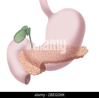 Pancréas, vésicule biliaire et estomac Banque D'Images