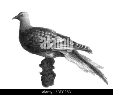 Tourte Banque D'Images