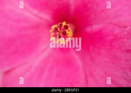 Une fleur d'hibiscus rose chaud Banque D'Images