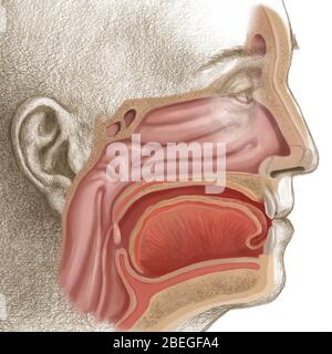 Nasopharynx Banque D'Images