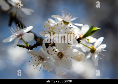 Un bref moment de saison au printemps est le gonflement du cerisier. Banque D'Images