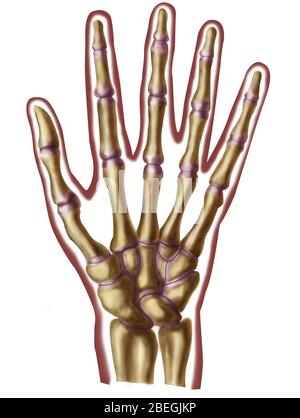 Os de la main Banque D'Images