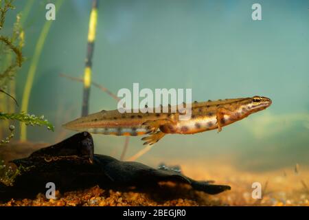 Smooth Newt - Lissotriton vulgaris ou Triturus vulgaris capturés sous l'eau dans le petit lagon, petit animal amphibien dans l'eau. Banque D'Images