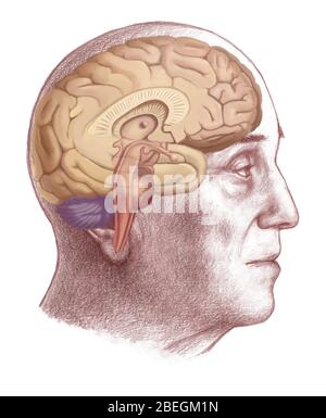 Cerveau humain Banque D'Images