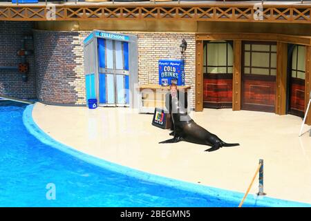 San Diego, 19 AOÛT 2009 - spectacle Sea Lions Live à SeaWorld Banque D'Images
