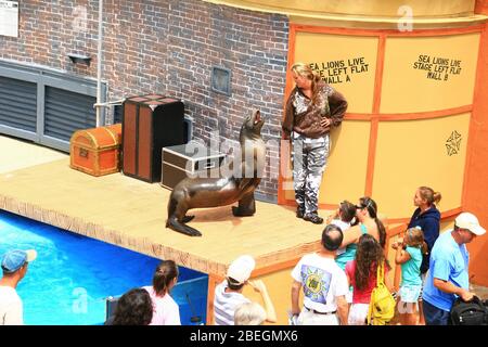 San Diego, 19 AOÛT 2009 - spectacle Sea Lions Live à SeaWorld Banque D'Images