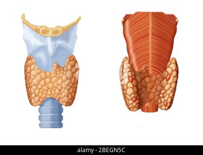 Thyroïde et glande parathyroïde Banque D'Images
