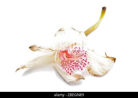 Fleur d'orchidée pâle isolée sur fond blanc Banque D'Images