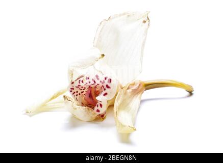 Fleur d'orchidée pâle isolée sur fond blanc Banque D'Images