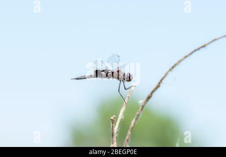 Saddlesaces noirs Dragonfly (Tramea lacerata) perché sur une branche dans le nord du Colorado Banque D'Images