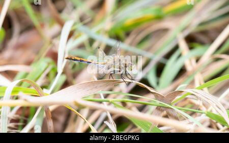 Striped Meadowhawk Dragonfly (Sympitum pallipes) perché sur la végétation dans le nord du Colorado Banque D'Images