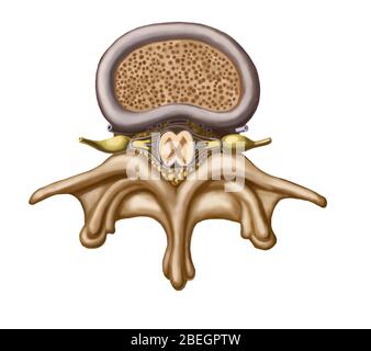 Disque spinal Banque D'Images