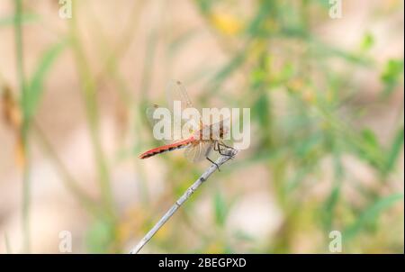 Rouge vif Dragonfly Meadowhawk à face blanche (Symptum obtrusque) perché sur la végétation dans le nord du Colorado Banque D'Images