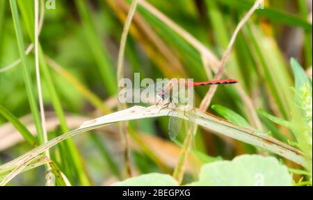 Rouge vif Dragonfly Meadowhawk à face blanche (Symptum obtrusque) perché sur la végétation dans le nord du Colorado Banque D'Images