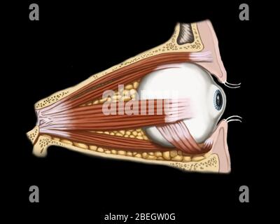 Illustration des yeux Banque D'Images