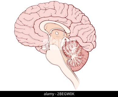 Cerveau, vue sagittale médiane Banque D'Images