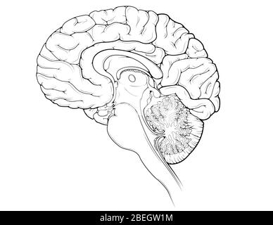 Cerveau, vue sagittale médiane Banque D'Images