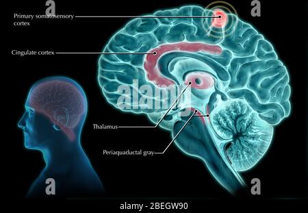 Réponse cérébrale masculine à la douleur Banque D'Images