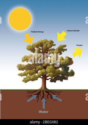 Photosynthèse Banque D'Images