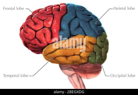 Anatomie cérébrale humaine, vue latérale Banque D'Images