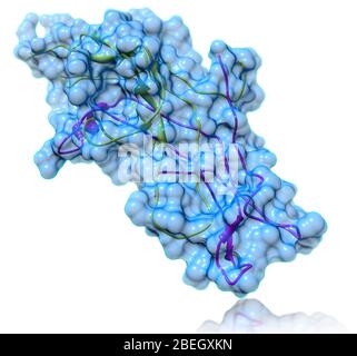 Modèle moléculaire de gonadotrophine chorionique humaine Banque D'Images