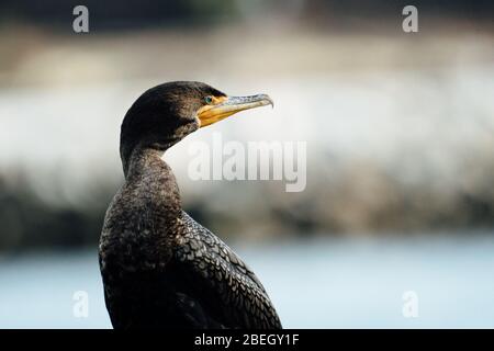 Gros plan d'un Cormorant à double crête sur le Puget Sound Banque D'Images