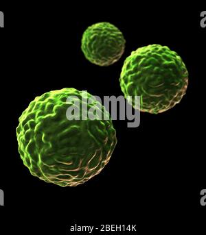 Illustration des cellules souches. Les cellules souches peuvent se différencier en tout autre type de cellule. Il existe trois principaux types de cellules souches de mammifères : les cellules souches embryonnaires, dérivées de blastocystes; les cellules souches adultes, qui se trouvent dans certains tissus adultes; et les cellules souches du sang de cordon, qui se trouvent dans le cordon ombilical. Le type de cellule dans laquelle elles mûrent dépend des signaux biochimiques reçus par les cellules immatures. Banque D'Images