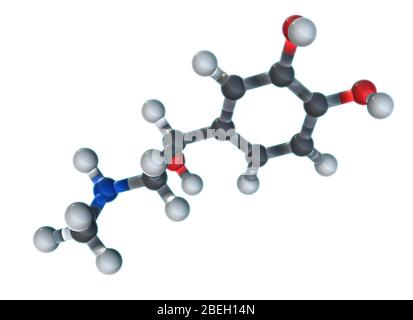 Modèle moléculaire d'épinéphrine Banque D'Images