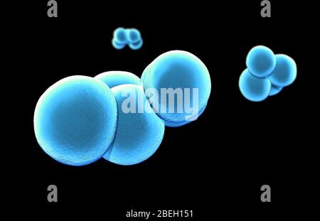 Staphylococcus aureus résistant à la méthicilline (SARM) Banque D'Images