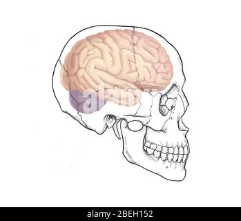 Crâne et cerveau Banque D'Images