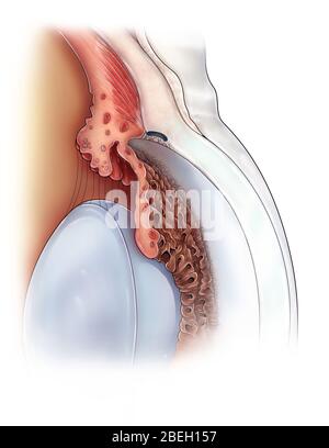 Anatomie de l'œil antérieur Banque D'Images