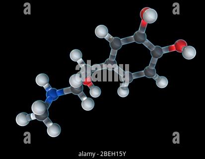 Modèle moléculaire d'épinéphrine Banque D'Images