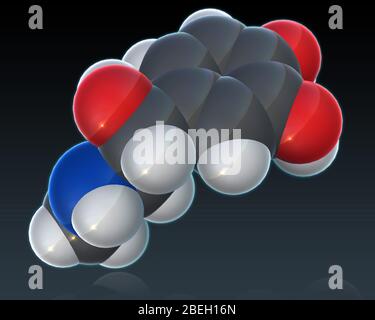 Modèle moléculaire d'épinéphrine Banque D'Images