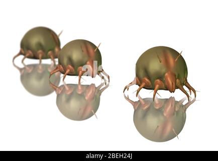 Acariens de la poussière, illustration Banque D'Images