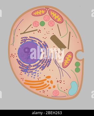 Cellule animale, illustration Banque D'Images