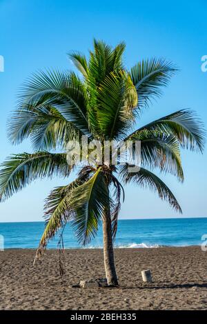 Palmier sur la plage de Monterrico au Guatemala Banque D'Images