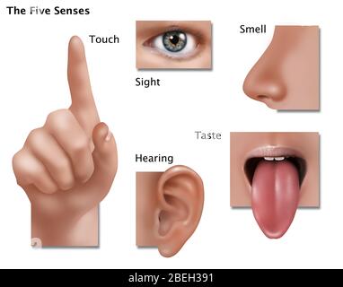 Une illustration montrant les cinq sens : le toucher, la vue, l'odorat, le goût, et de l'ouïe. Banque D'Images
