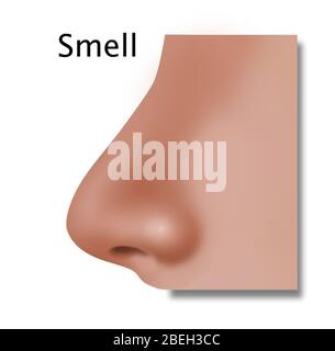 Odeur, illustration Banque D'Images