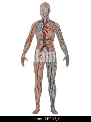 Système circulatoire en anatomie féminine Banque D'Images