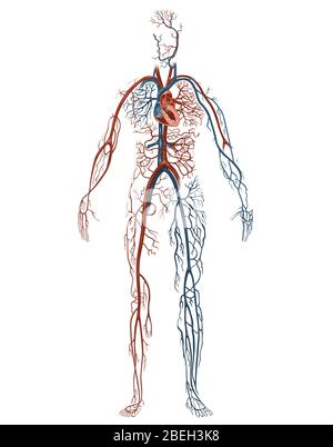 Système circulatoire humain, illustration Banque D'Images