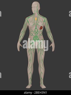 Système lymphatique en anatomie féminine Banque D'Images